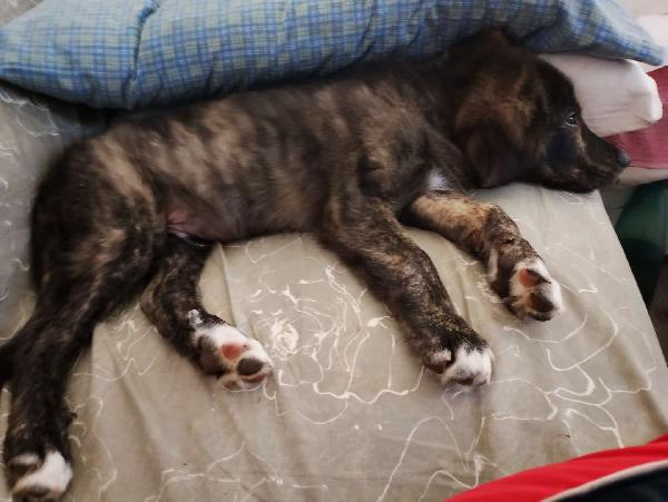 🔷🐾 zayon 🐾🔷 dolce bellissimo cucciolo visibile a bologna in adozione  Foto 5