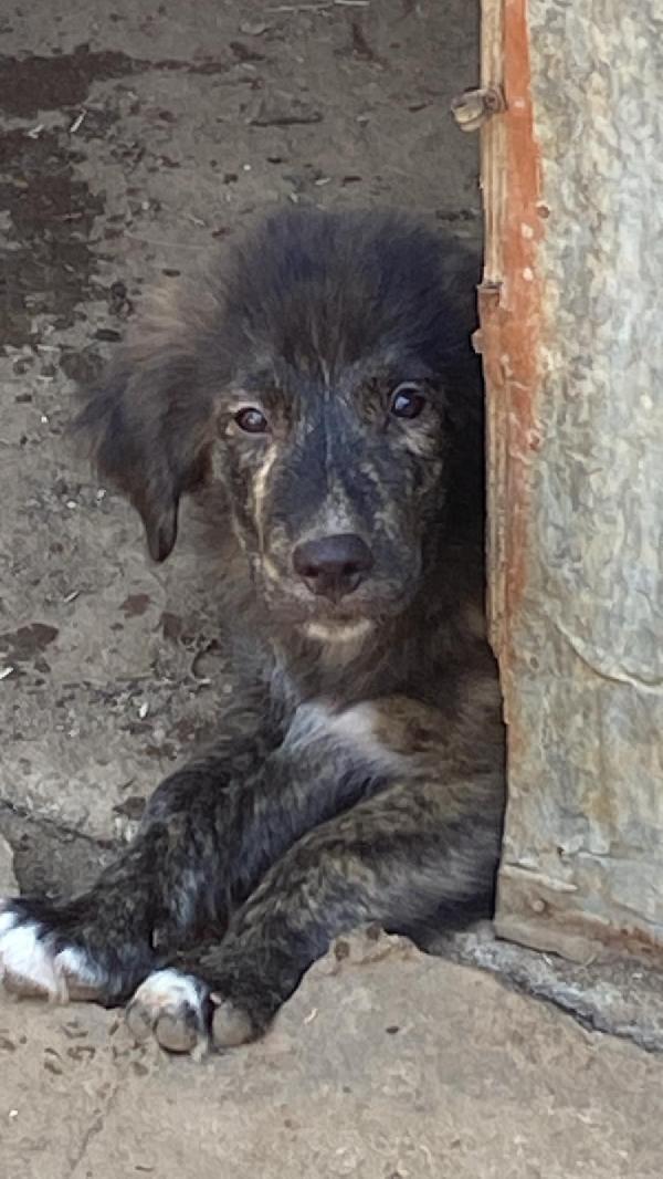🔷🐾 zayon 🐾🔷 dolce bellissimo cucciolo visibile a bologna in adozione  Foto 7