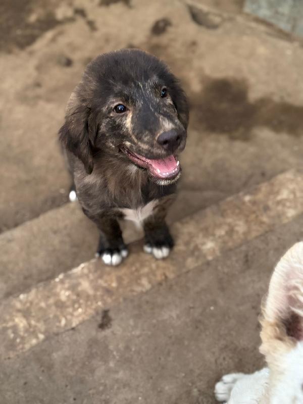 🔷🐾 zayon 🐾🔷 dolce bellissimo cucciolo visibile a bologna in adozione  Foto 8