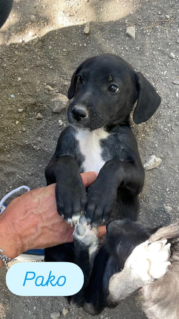 Pako Il Cucciolo Con La Pettorina Bianca 