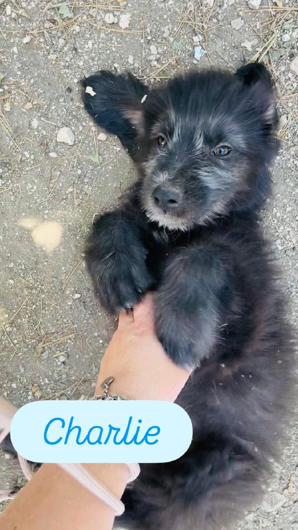 Charlie Il Cucciolo Coccolone 