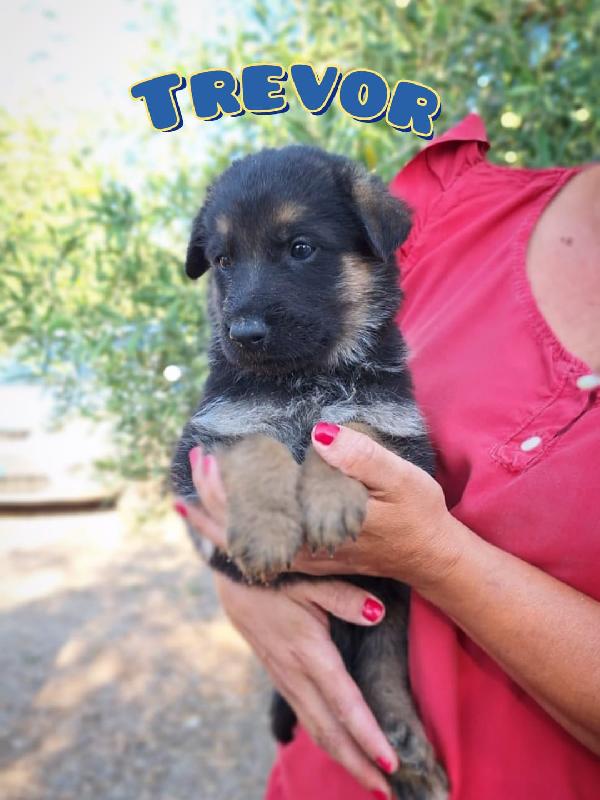 PIOVONO CUCCIOLI  Foto 2
