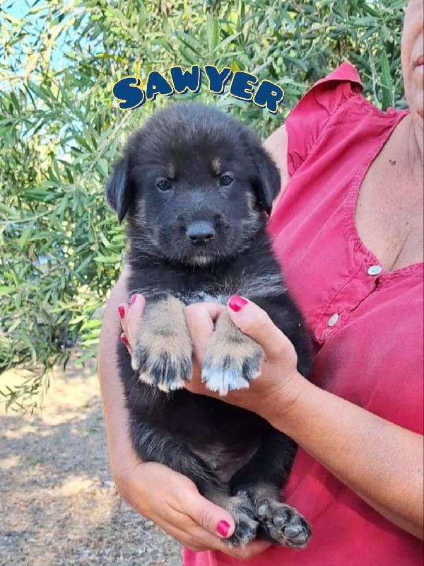 PIOVONO CUCCIOLI  Foto 3