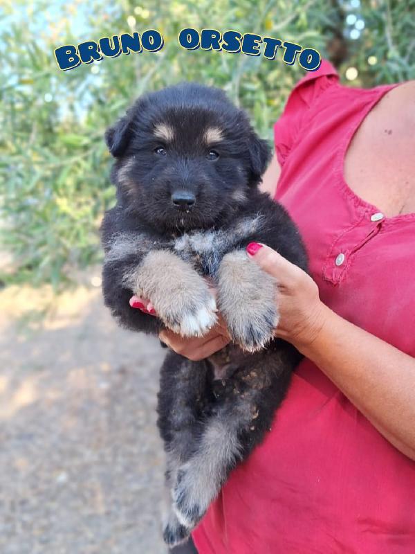 PIOVONO CUCCIOLI  Foto 4