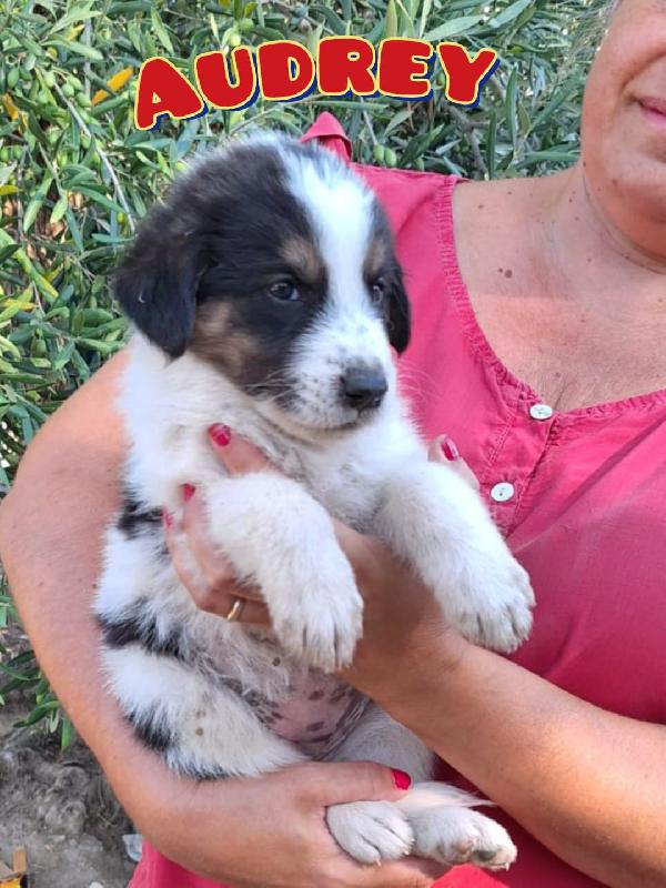 PIOVONO CUCCIOLI  Foto 5