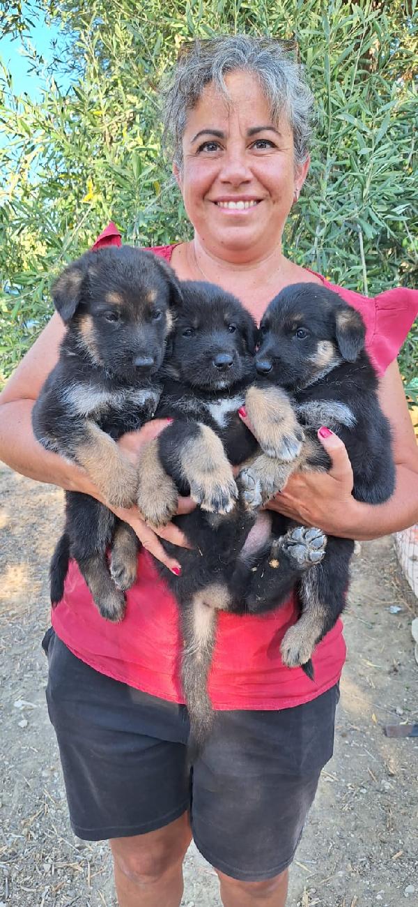 PIOVONO CUCCIOLI  Foto 6