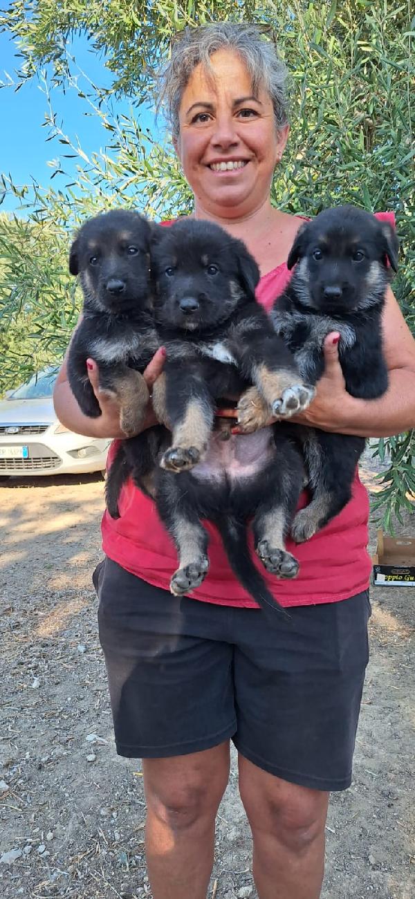 PIOVONO CUCCIOLI  Foto 7