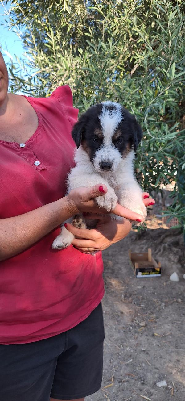 PIOVONO CUCCIOLI  Foto 8
