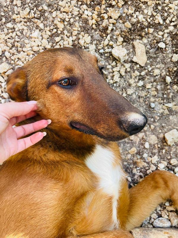 Whisky Il Cucciolo Mai Scelto 