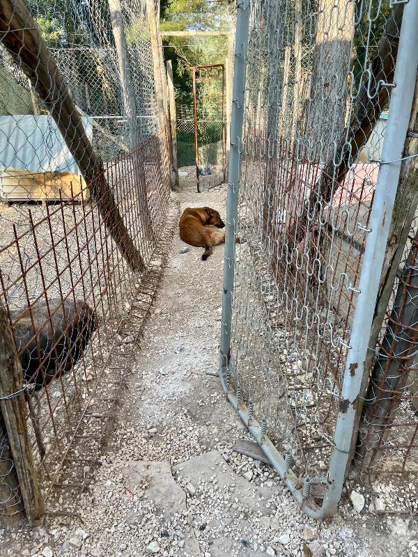 Whisky il cucciolo mai scelto  Foto 4
