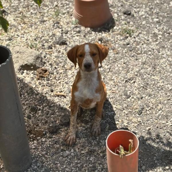 Biscotto Foto 2