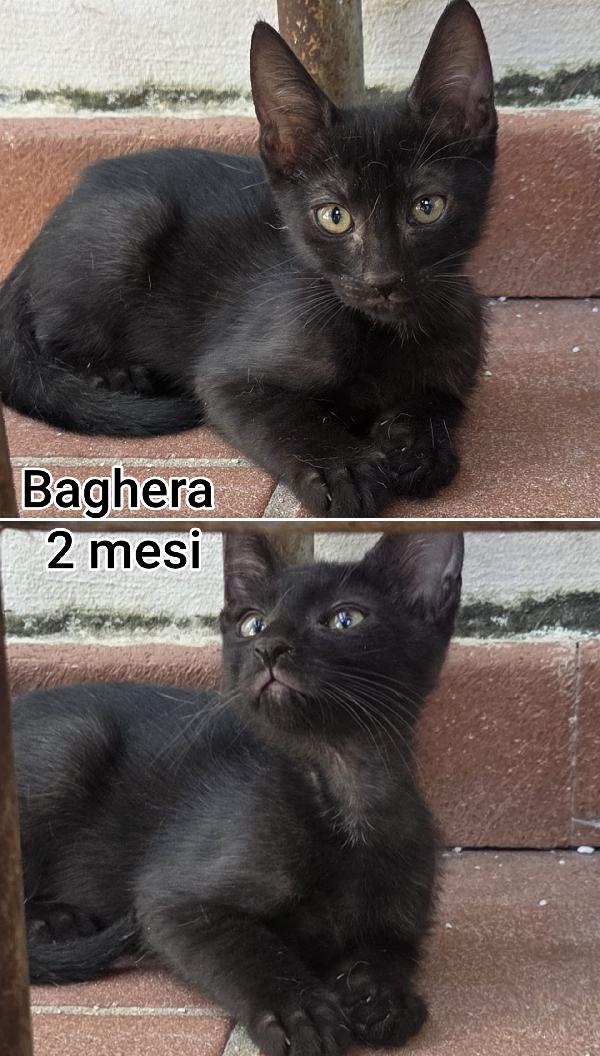 Miciottini bellissimi  Foto 3