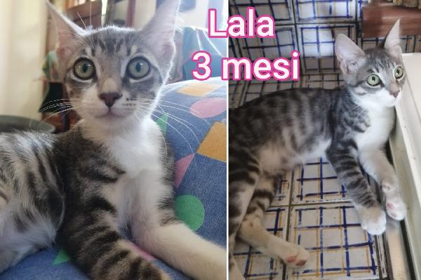 Miciottini bellissimi  Foto 4