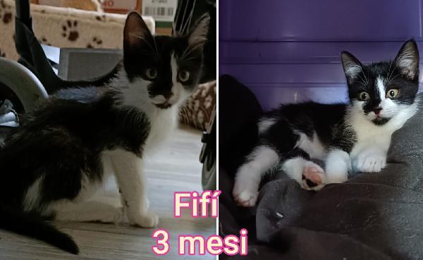Miciottini bellissimi  Foto 6