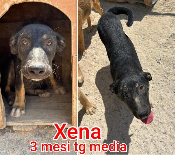 Emergenza cucciolotti  Foto 2