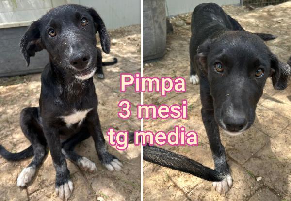 Emergenza cucciolotti  Foto 3