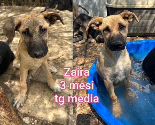 Emergenza cucciolotti  Foto 4