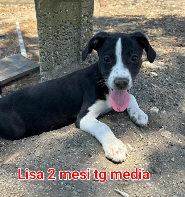 Cuccioli Da Salvare!