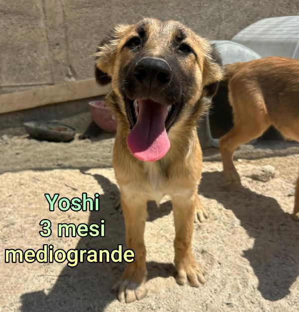 Cuccioli da salvare! Foto 3