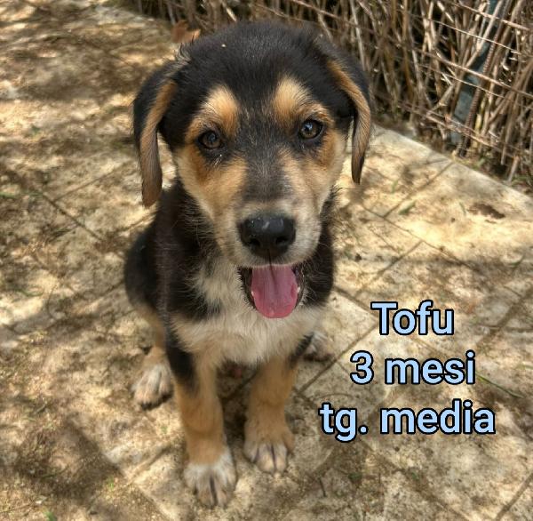 Cuccioli da salvare! Foto 4