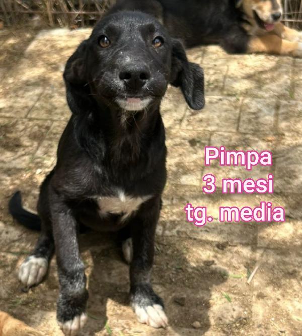 Cuccioli da salvare! Foto 5