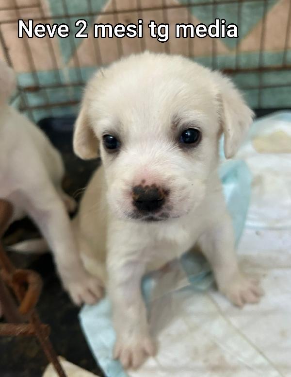 Cuccioli da salvare! Foto 6