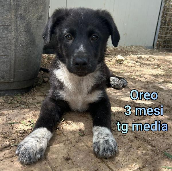 Cuccioli da salvare! Foto 7