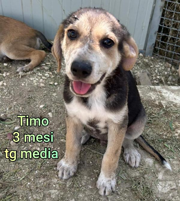 Cuccioli da salvare! Foto 8