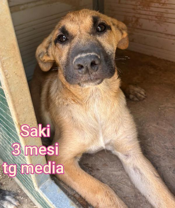 Cuccioli da salvare! Foto 9