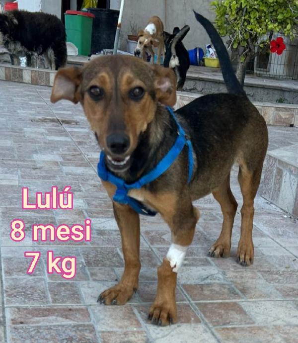 Canini Piccolini Adozioni