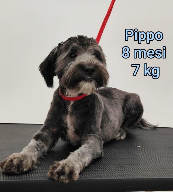 CANINI PICCOLINI ADOZIONI Foto 2