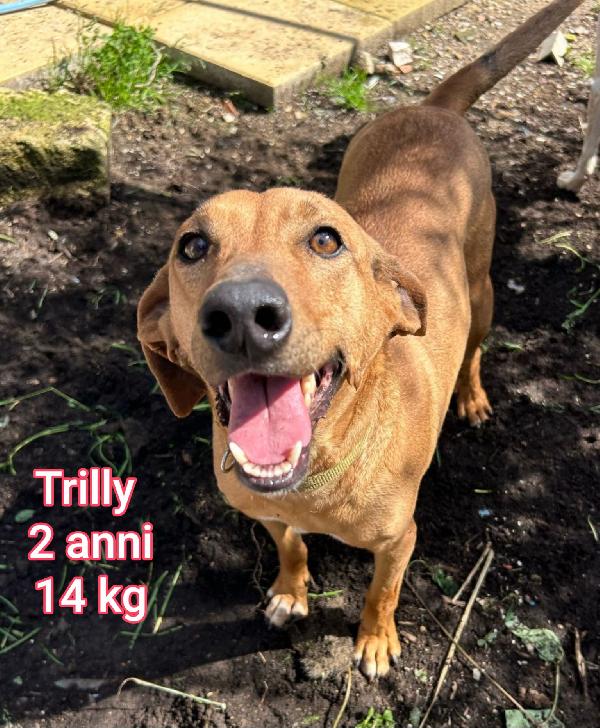 CANINI PICCOLINI ADOZIONI Foto 3