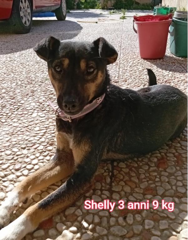CANINI PICCOLINI ADOZIONI Foto 6