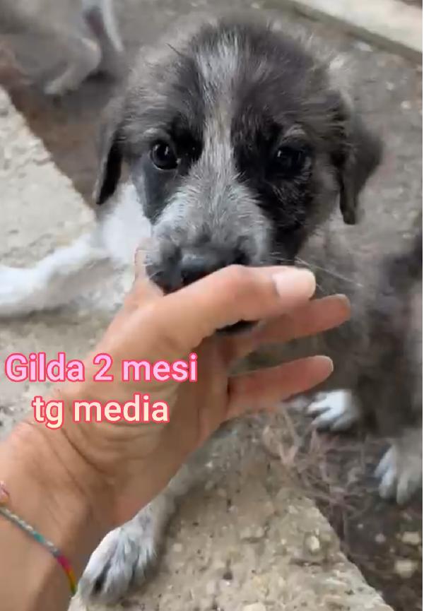 Troppi cuccioli in rifugio  Foto 5