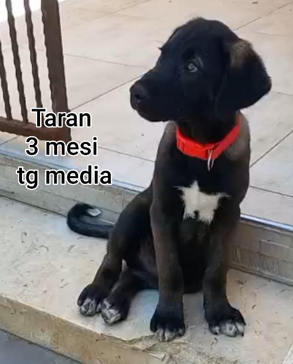 Troppi cuccioli in rifugio  Foto 6