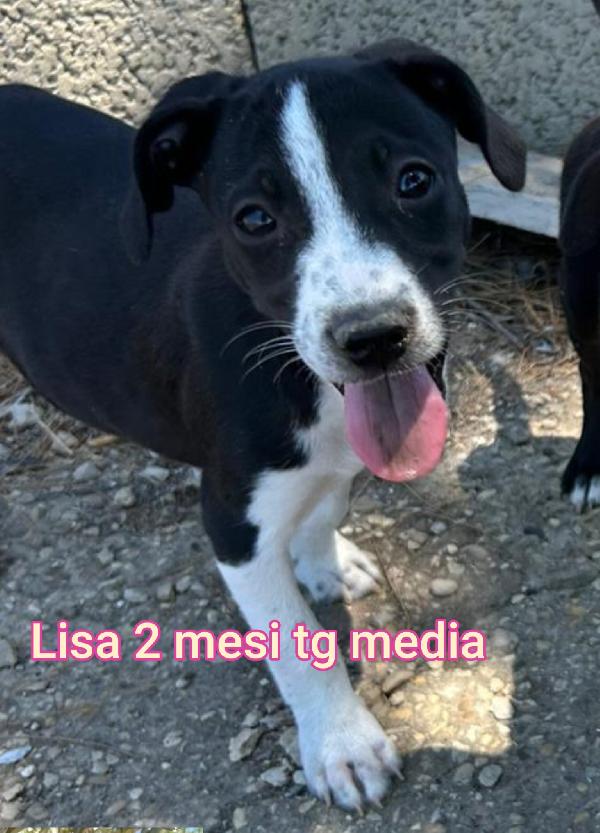 Troppi cuccioli in rifugio  Foto 8
