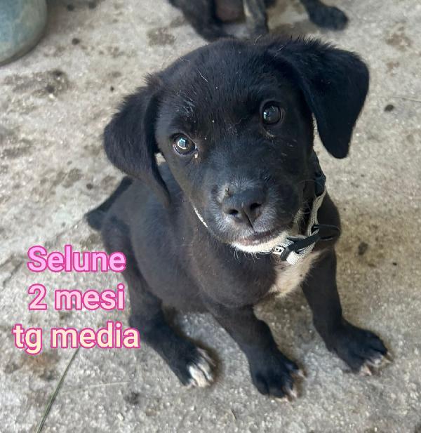 Troppi cuccioli in rifugio  Foto 11
