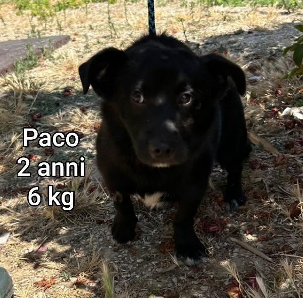 Cani Piccoli E Mediopiccoli 