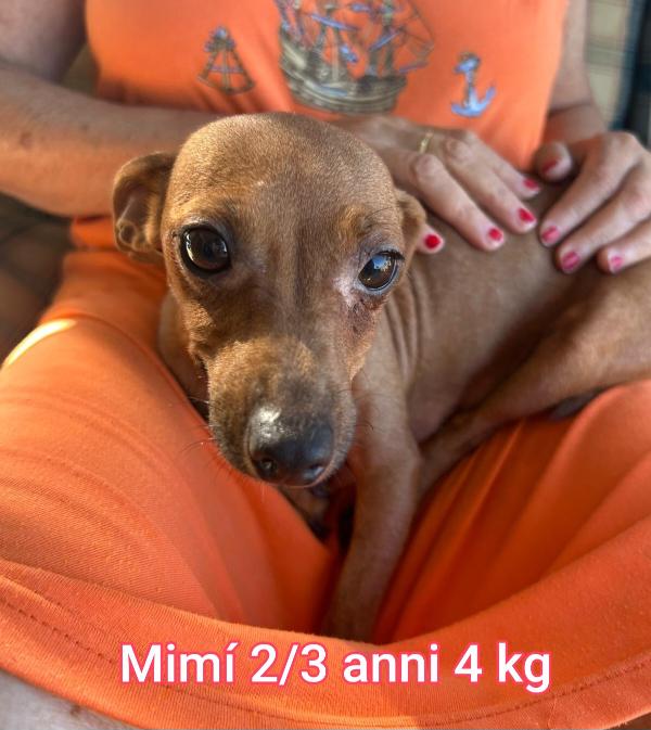 CANI PICCOLI E MEDIOPICCOLI  Foto 2