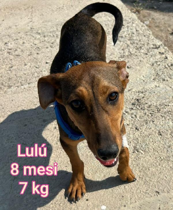 CANI PICCOLI E MEDIOPICCOLI  Foto 3