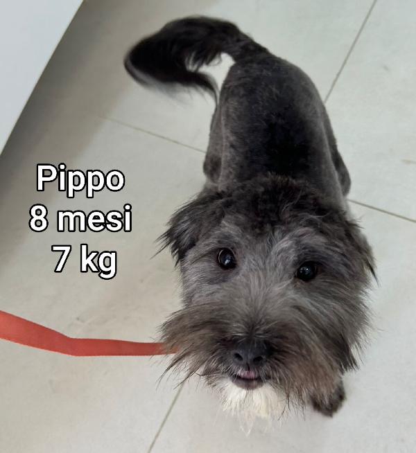 CANI PICCOLI E MEDIOPICCOLI  Foto 4
