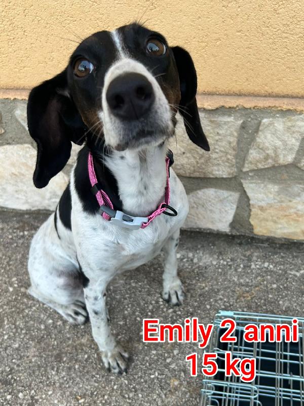 CANI PICCOLI E MEDIOPICCOLI  Foto 5