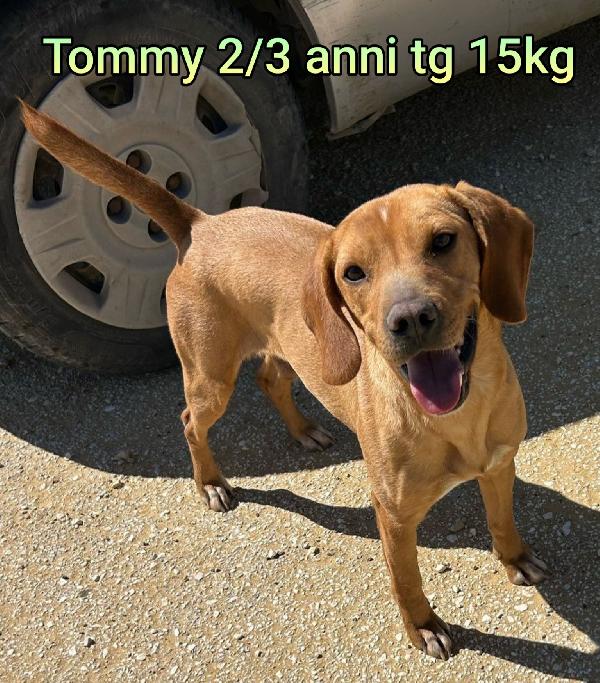 CANI PICCOLI E MEDIOPICCOLI  Foto 6