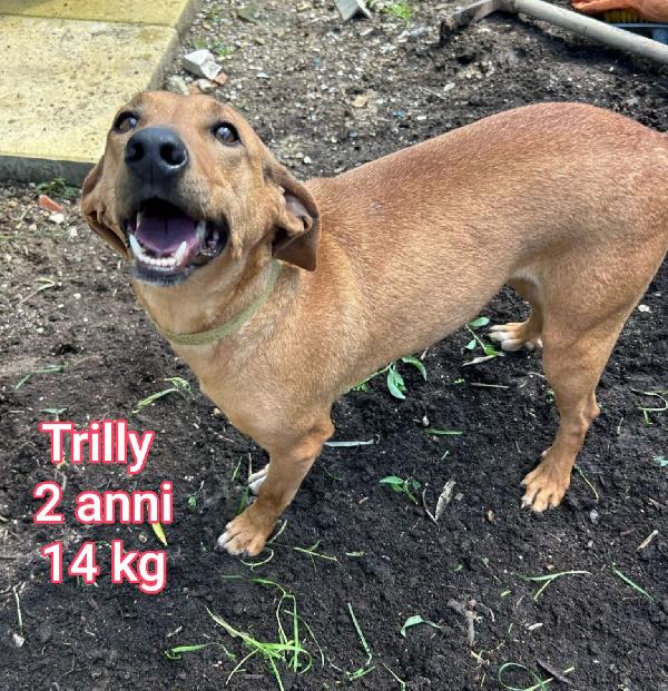 CANI PICCOLI E MEDIOPICCOLI  Foto 7