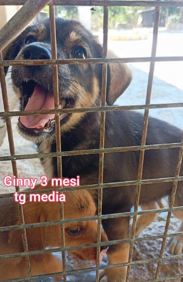 Ancora Tanti Teneri Cuccioli In Adozione 