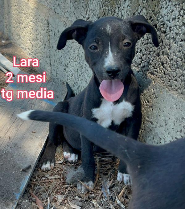 Ancora tanti teneri cuccioli in adozione  Foto 2