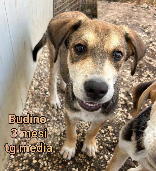 Ancora tanti teneri cuccioli in adozione  Foto 3