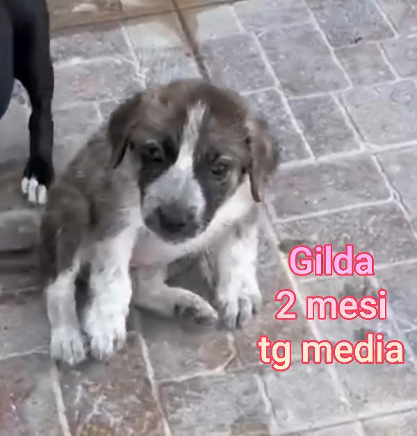 Ancora tanti teneri cuccioli in adozione  Foto 4