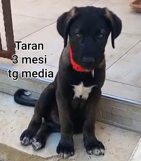 Ancora tanti teneri cuccioli in adozione  Foto 5
