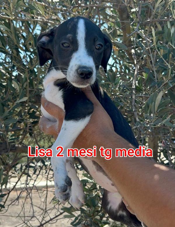 Ancora tanti teneri cuccioli in adozione  Foto 6